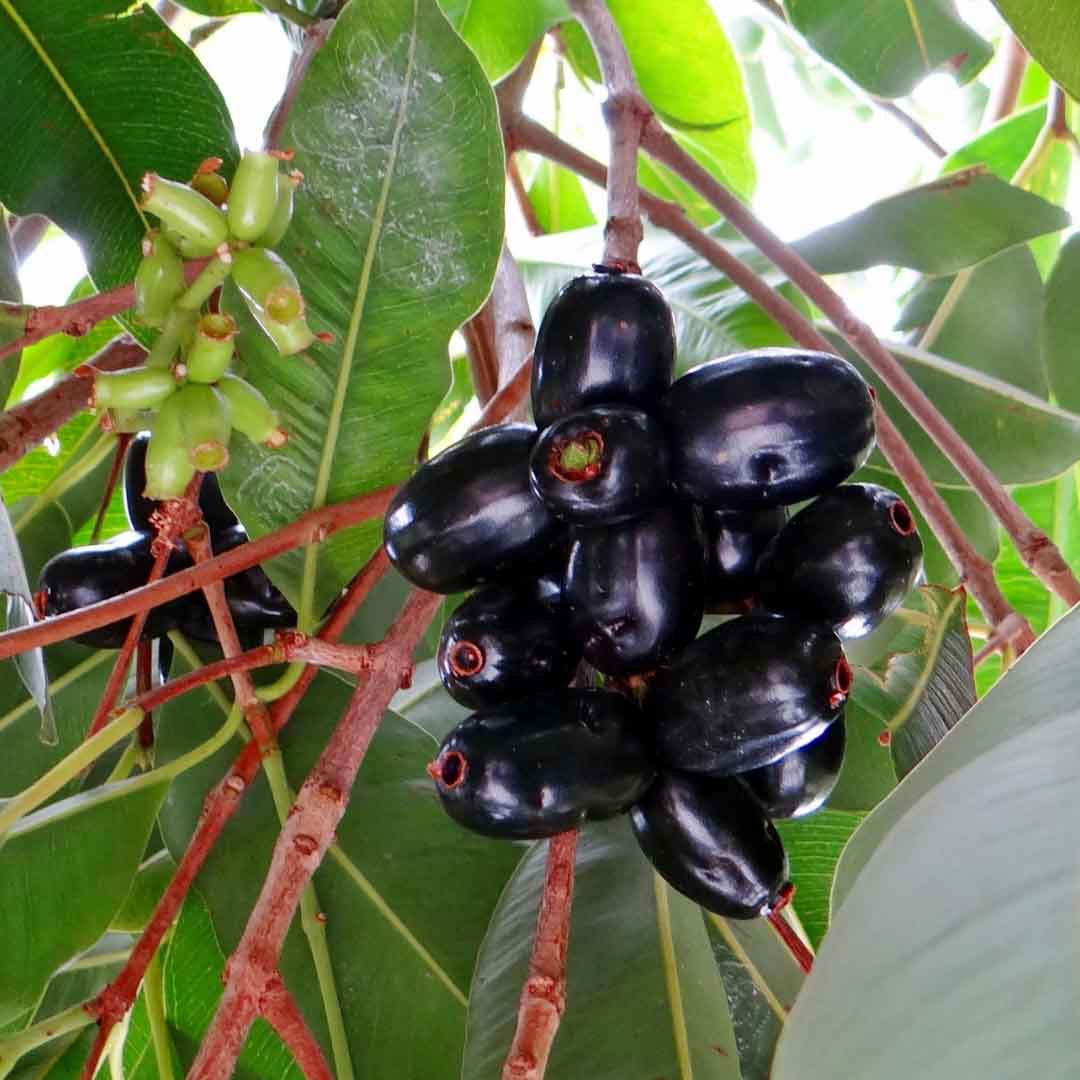 Jamun Seeds, Minature, Ayurveda