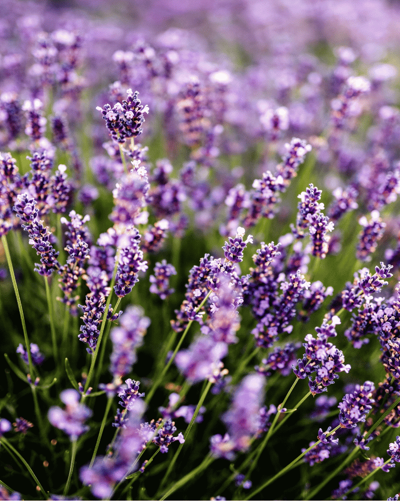 Organic Lavender Essential Oil 30ml