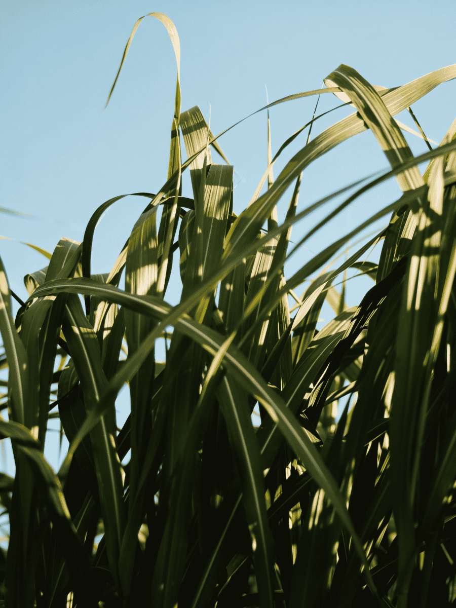 Organic Lemongrass Essential Oil 30ml