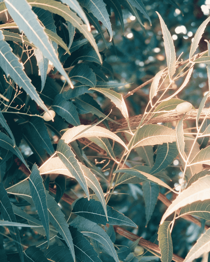 Pure and Natural Neem Oil - Cold Pressed