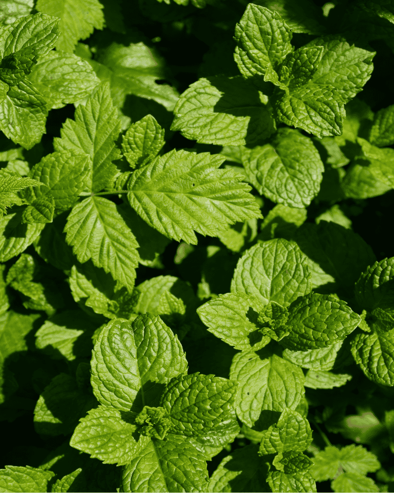 Organic Peppermint Essential Oil 30ml