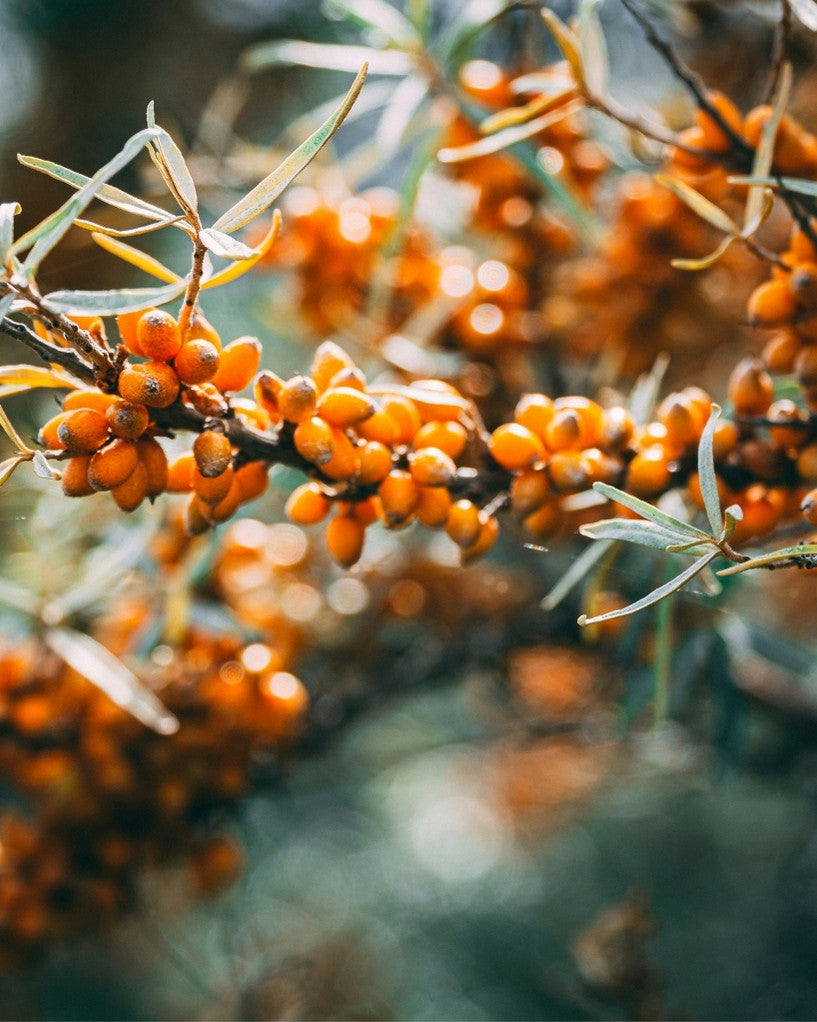Sea Buckthorn Berry Powder 100g