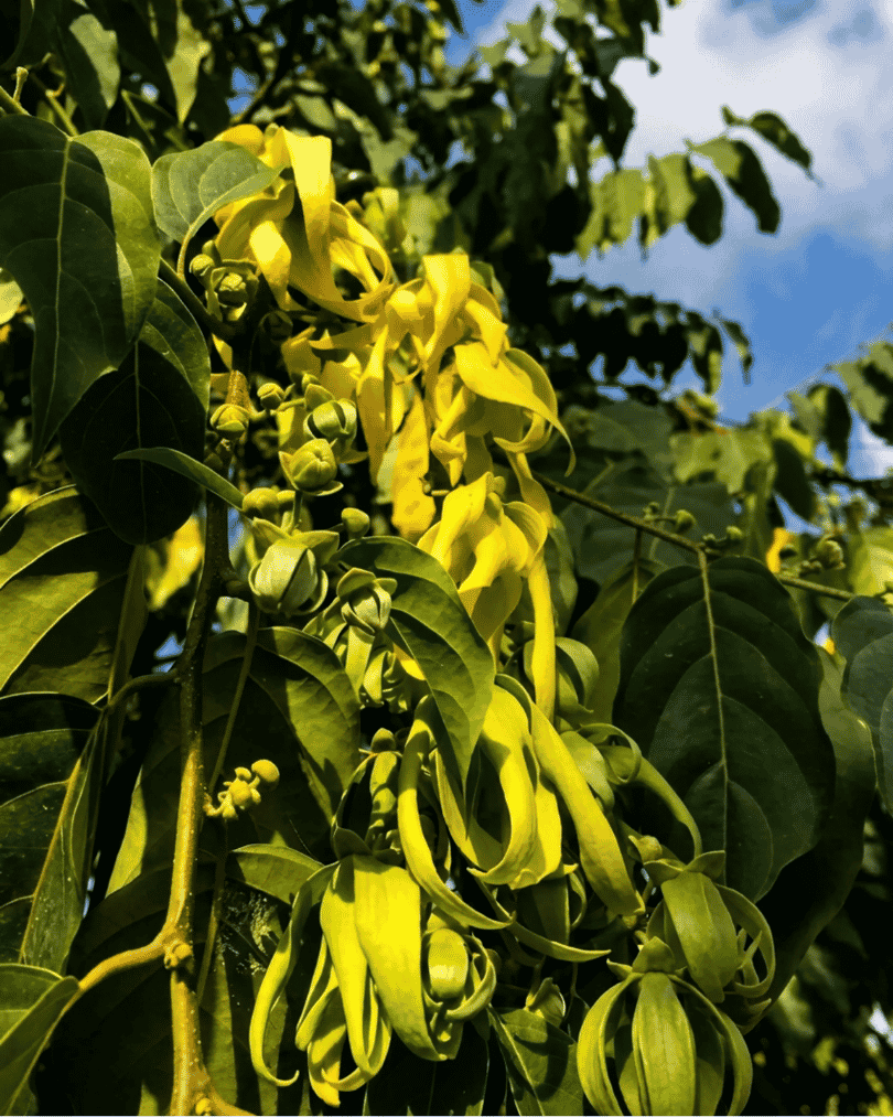 Organic Ylang Ylang Essential Oil 30ml